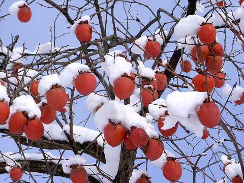 採り残されたカキ