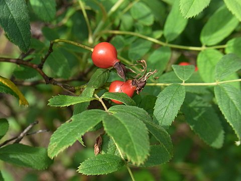 �J���t�g�C�o���̎�