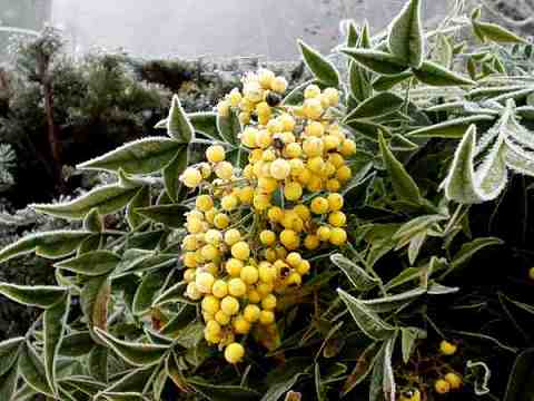 黄色いナンテンの実