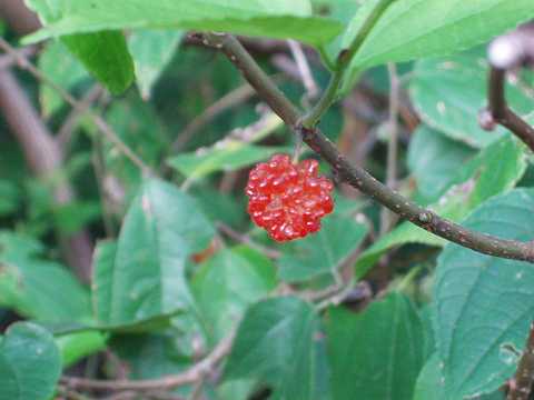 ヒメコウゾの実