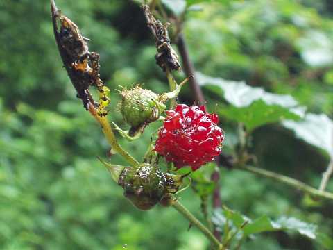 クマイチゴの実