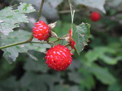 クマイチゴの実