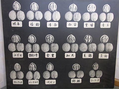 クルミの品種