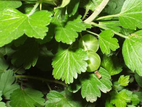 マルスグリの実