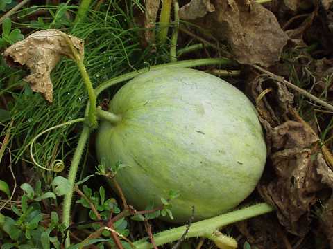 プリンスメロン