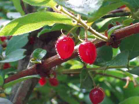 ミヤマウグイスカグラの実