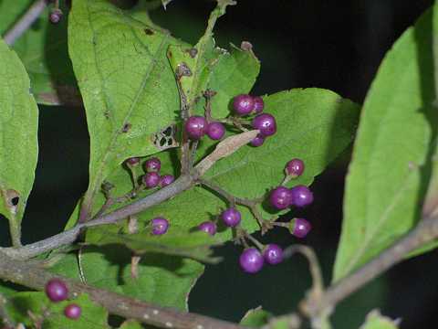 ムラサキシキブの実