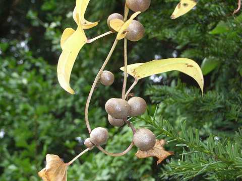 ナガイモのむかご