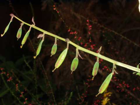 ナガミノツルケマンの実
