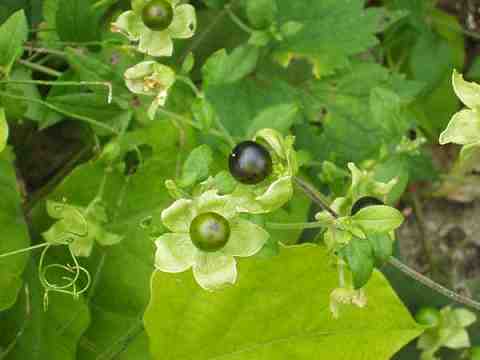 ナンバンハコベの実