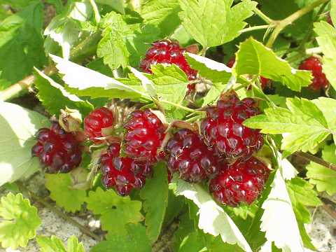 �i���V���C�`�S�̎�