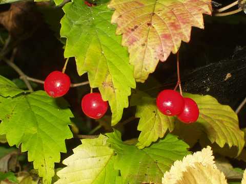 オトコヨウゾメの実