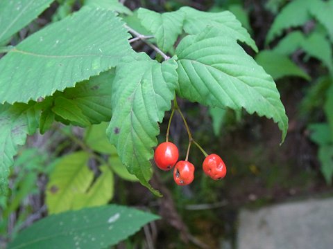 オトコヨウゾメの実