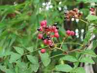 �T���V���E�̎�