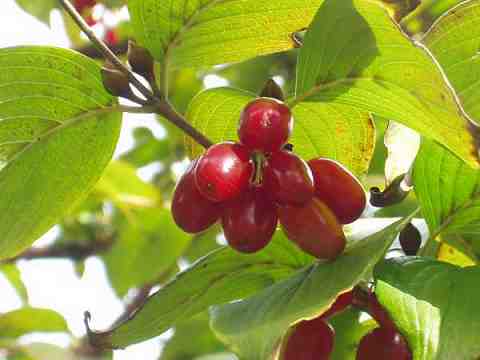 サンシュユの実