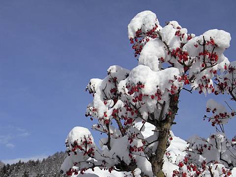 サンシュユの実