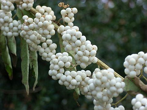 シロシキブの実