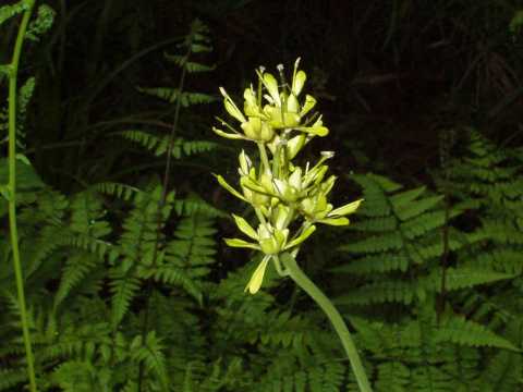 ショウジョウバカマ