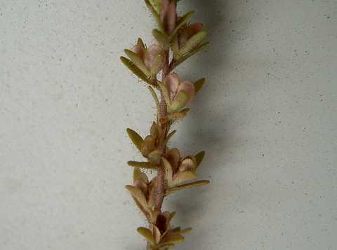 タチイヌノフグリ