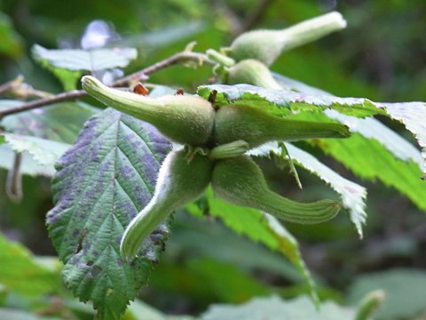 ツノハシバミの実