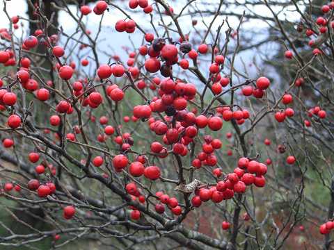 ウメモドキの実