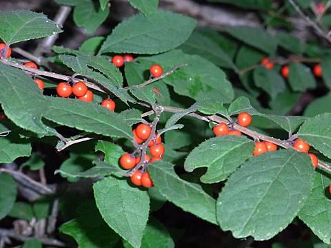 ウメモドキの実