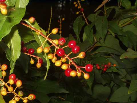 �E���~�Y�U�N���̎�