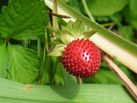 ヤブヘビイチゴ