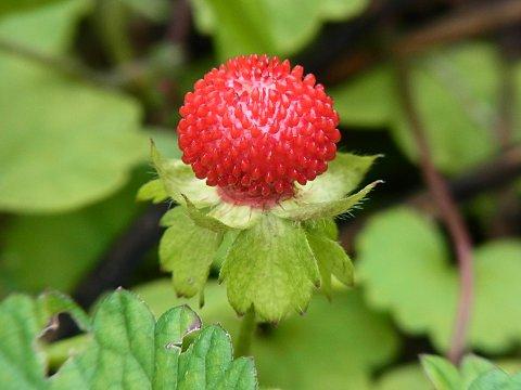 ヤブヘビイチゴ