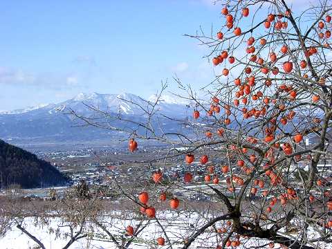 採り残されたカキ