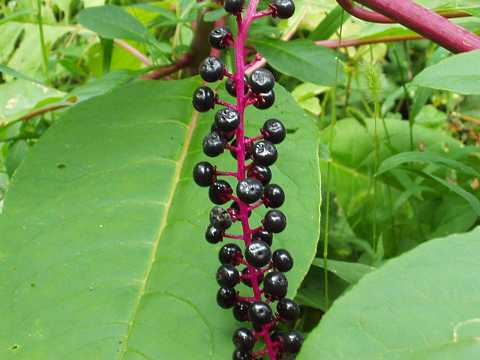 ヨウシュヤマゴボウの実
