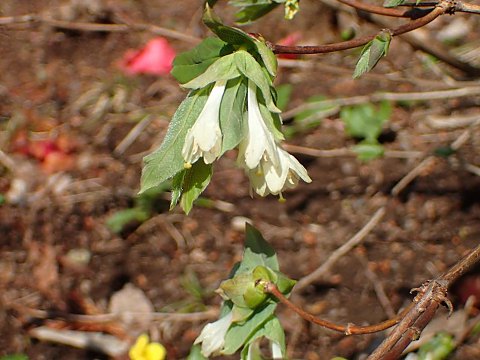 アラゲヒョウタンボク