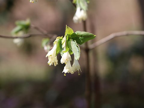 アラゲヒョウタンボク