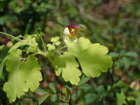 アズマシロカネソウ