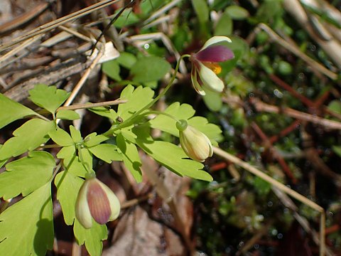 アズマシロカネソウ
