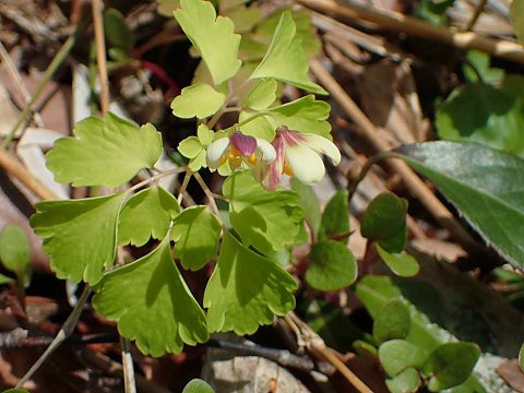 アズマシロカネソウ