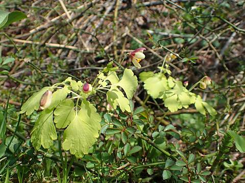 アズマシロカネソウ