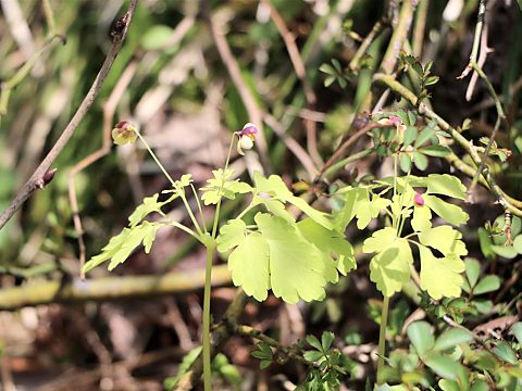 アズマシロカネソウ