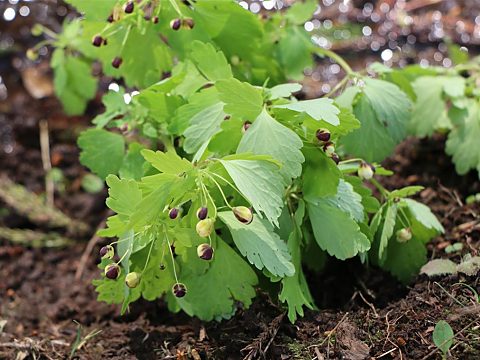 アズマシロカネソウ