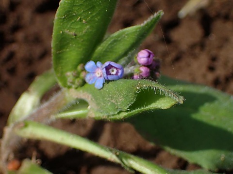 エチゴルリソウ