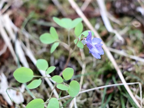 エゾエンゴサク