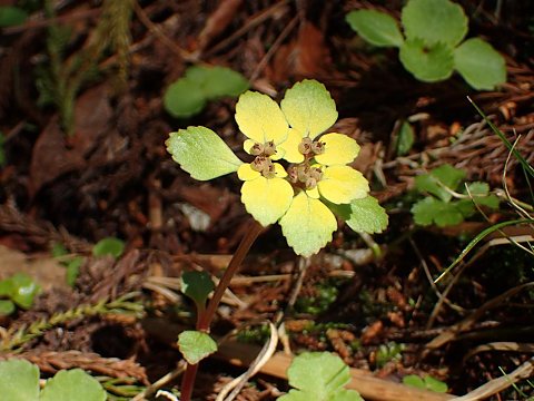 ホクリクネコノメソウ