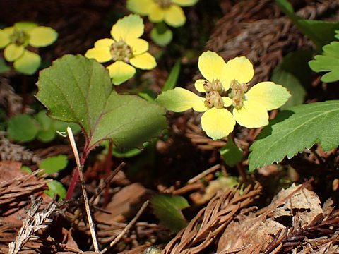 ホクリクネコノメソウ