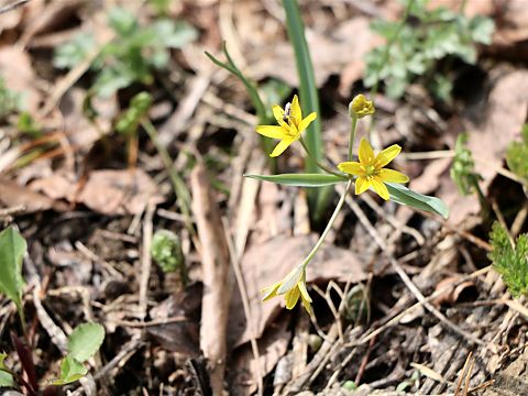 キバナノアマナ