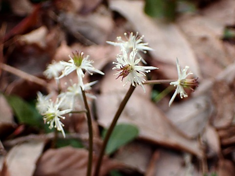 キクバオウレン