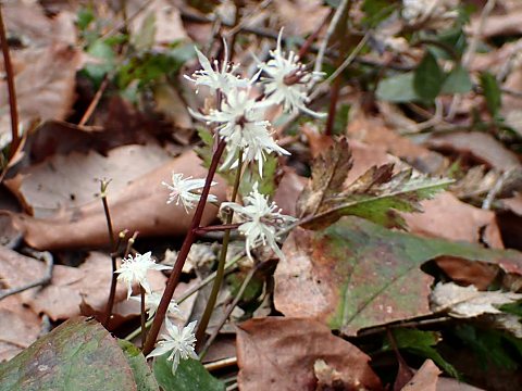 キクバオウレン