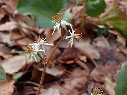 キクバオウレン