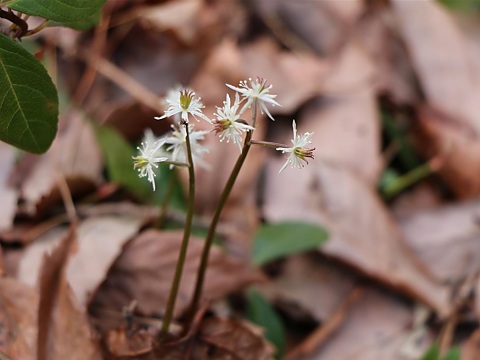 キクバオウレン