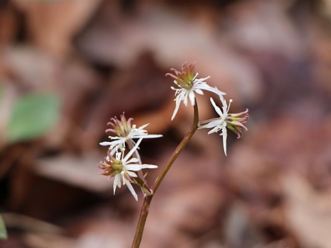 キクバオウレン