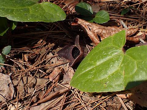 コシノカンアオイ